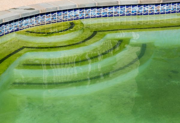 Pool Deck Algae Removal Service